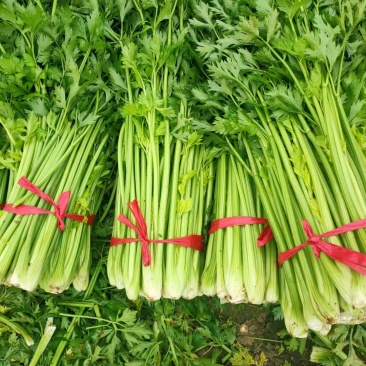 河南精品芹菜小颗西芹菜货源稳定打捆现採