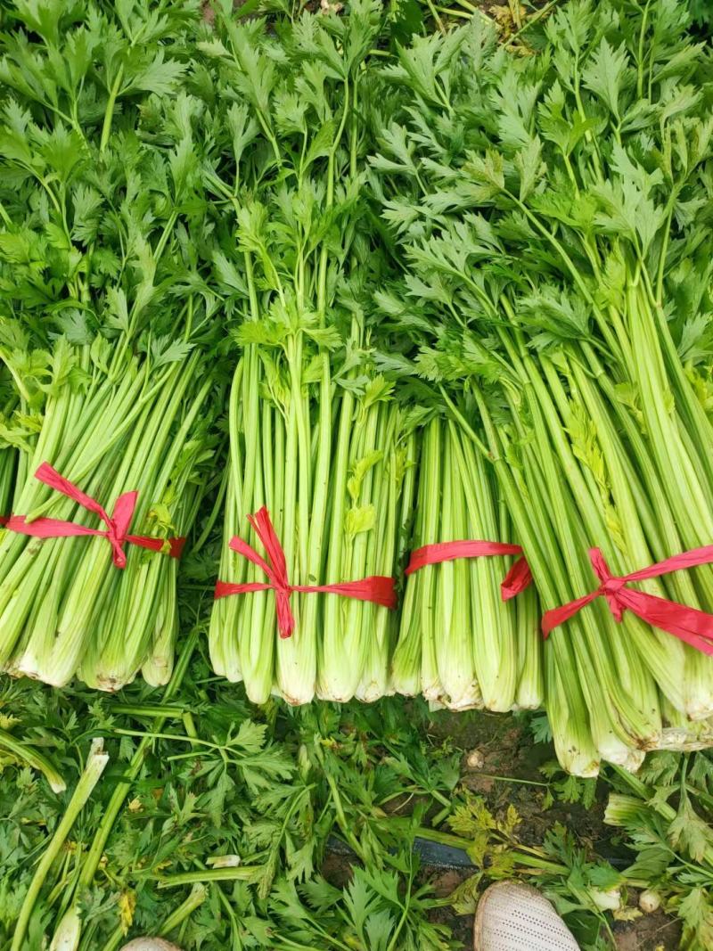 河南精品芹菜小颗西芹菜货源稳定打捆现採