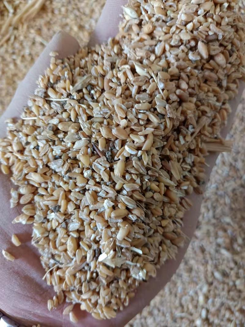 [精品]碎小麦，毛粮，净粮。质量保证，适合各种养殖。