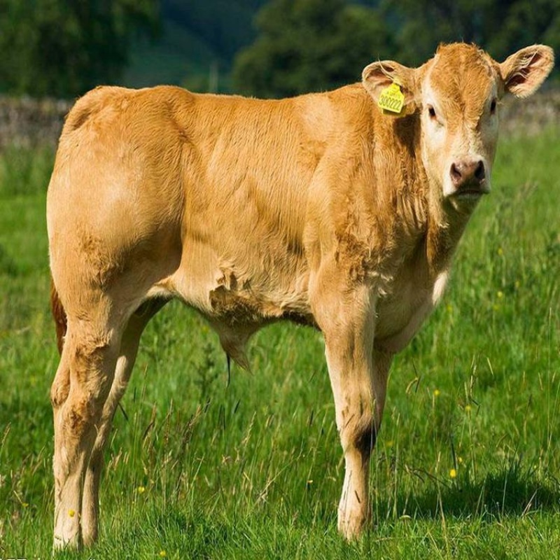 【厂家直销】鲁西黄牛犊肉牛犊牛仔全国包送包回收