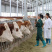 【厂家直销】鲁西黄牛犊肉牛犊牛仔全国包送包回收