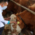 【厂家直销】鲁西黄牛犊肉牛犊牛仔全国包送包回收