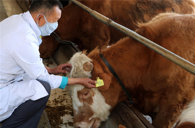 【厂家直销】鲁西黄牛犊肉牛犊牛仔全国包送包回收