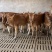 【厂家直销】鲁西黄牛犊肉牛犊牛仔全国包送包回收