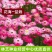 永生菊种子花种露天花海种子易种花籽可做切花室外庭院花卉