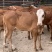 【厂家直销】鲁西黄牛犊肉牛犊牛仔全国包送包回收