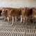 【厂家直销】鲁西黄牛犊肉牛犊牛仔全国包送包回收