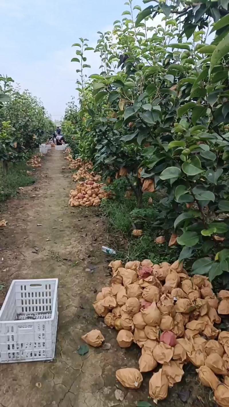 晚秋黄梨开园，自然成熟！果品特别好！欢迎新老客户前来采购