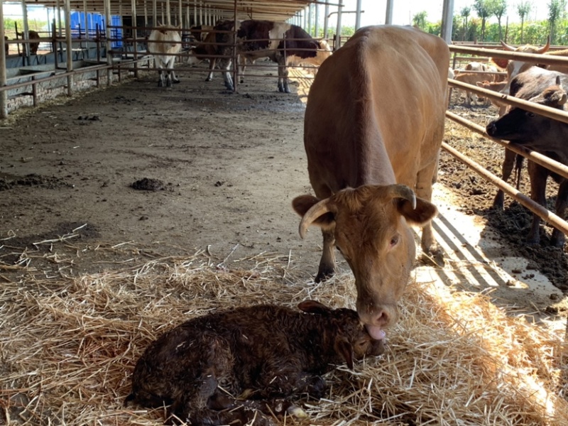 【厂家直销】鲁西黄牛犊肉牛犊牛仔全国包送包回收