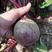 红甜菜种子农家紫菜头种子红菜头营养丰富榨汁生食红甜菜根菜