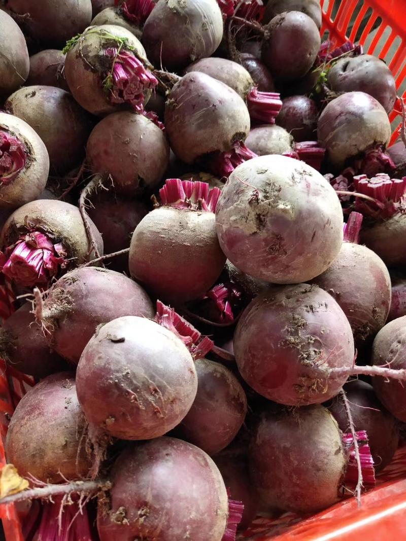红甜菜种子农家紫菜头种子红菜头营养丰富榨汁生食红甜菜根菜