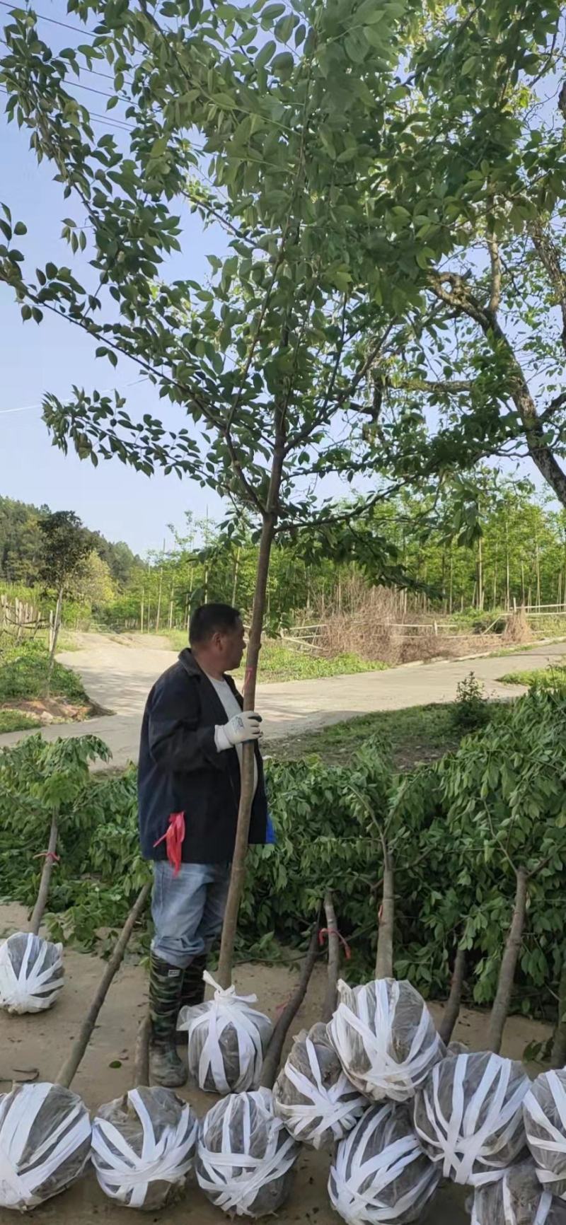 3的台湾牡丹樱花上车100