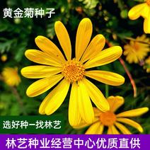 黄金菊种子永生菊多年生花草种子易种花色亮丽花期长