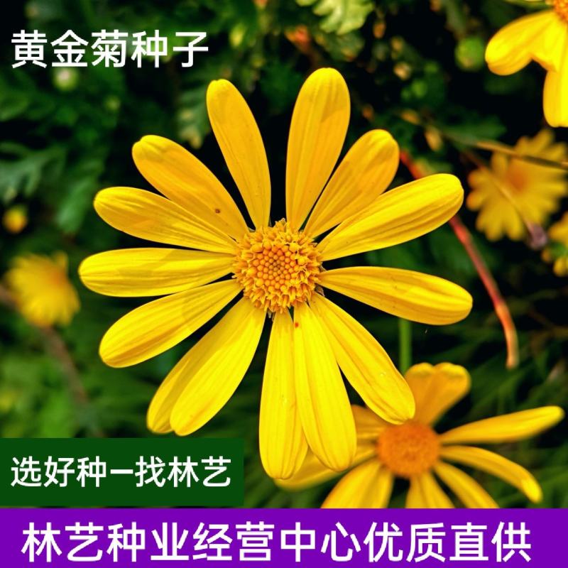 黄金菊种子永生菊多年生花草种子易种花色亮丽花期长