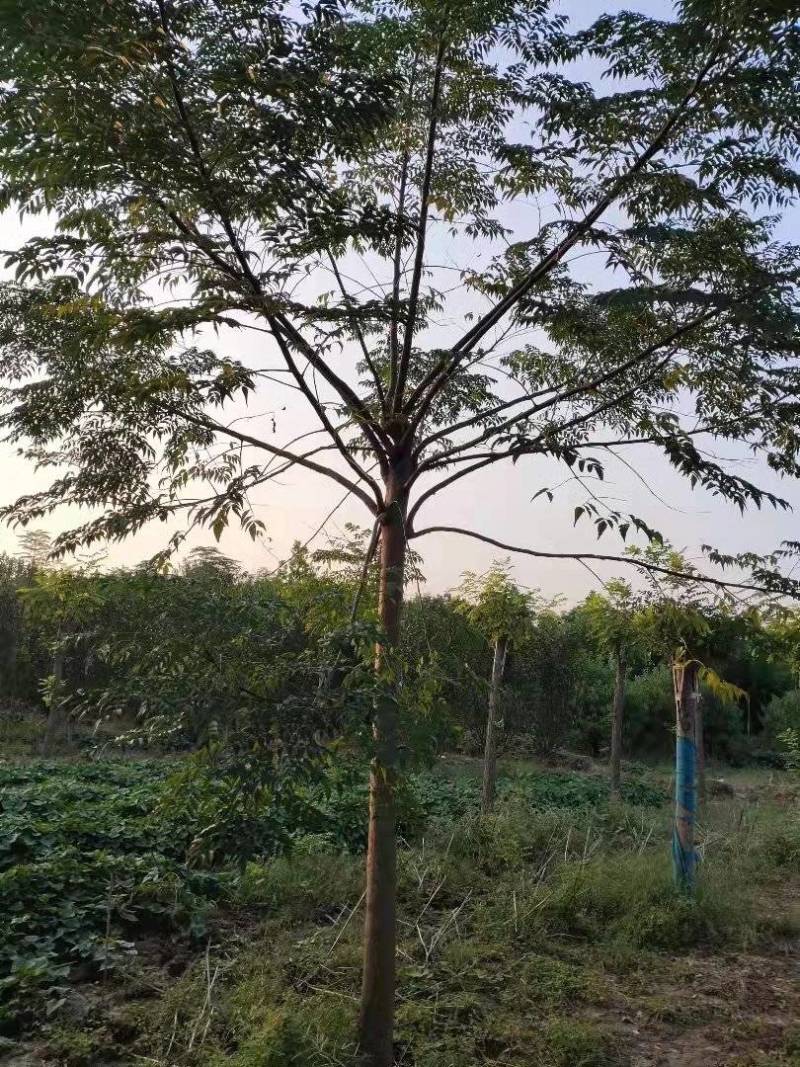 苦楝