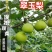梨树苗早酥红梨晚秋黄梨皇冠梨园黄梨翠玉梨树苗