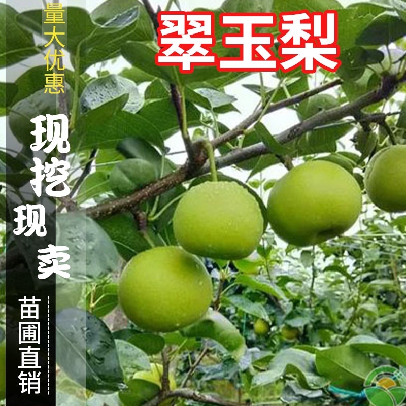 梨树苗早酥红梨晚秋黄梨皇冠梨园黄梨翠玉梨树苗