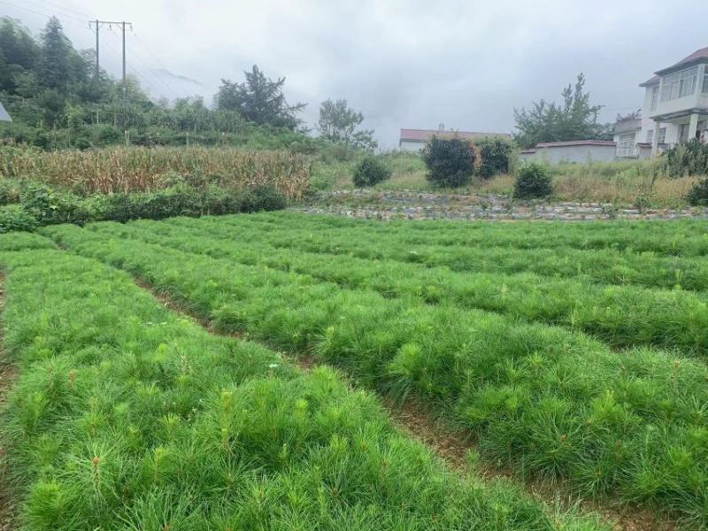 黄山松一年苗二年移栽苗山采顺化苗基地批发