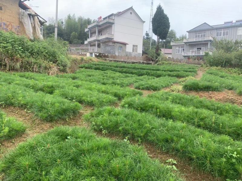 黄山松一年苗二年移栽苗山采顺化苗基地批发