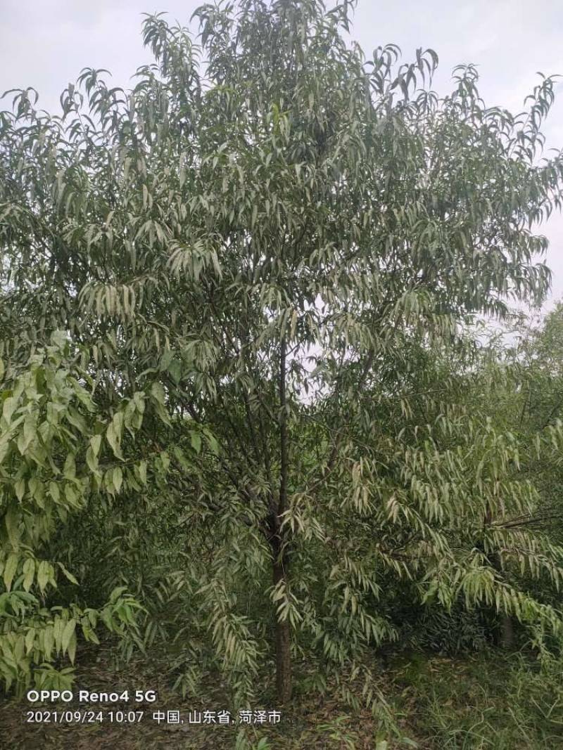 青叶碧桃