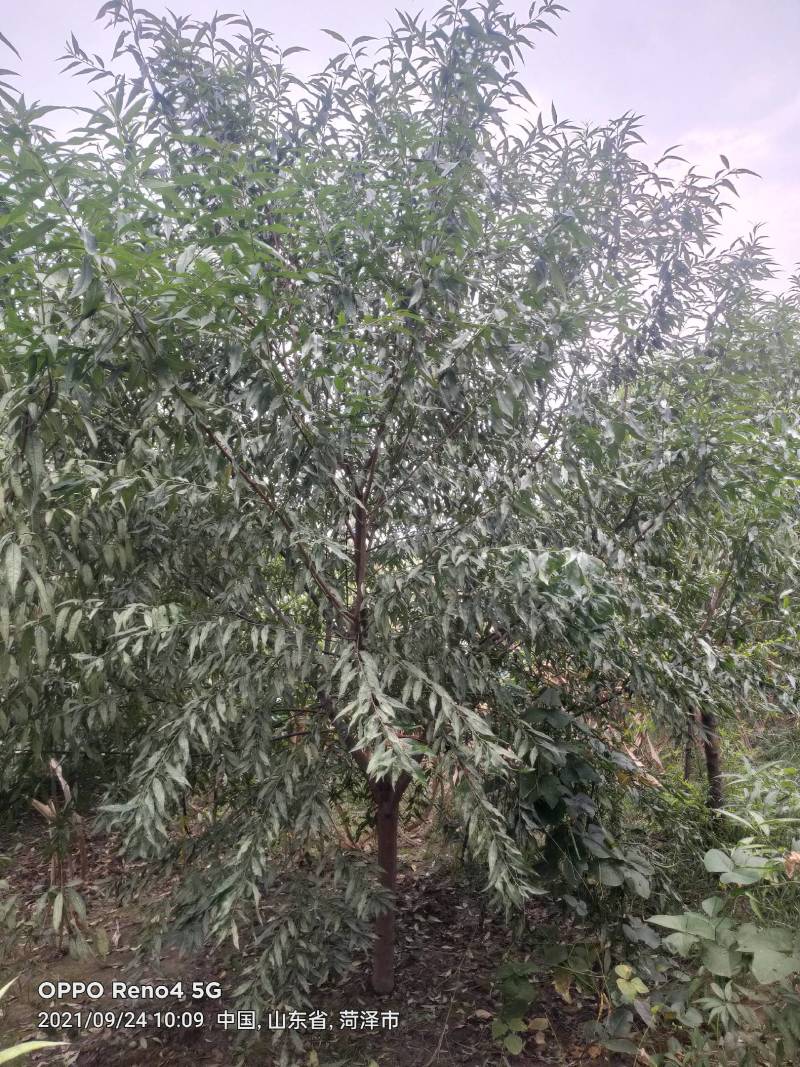青叶碧桃