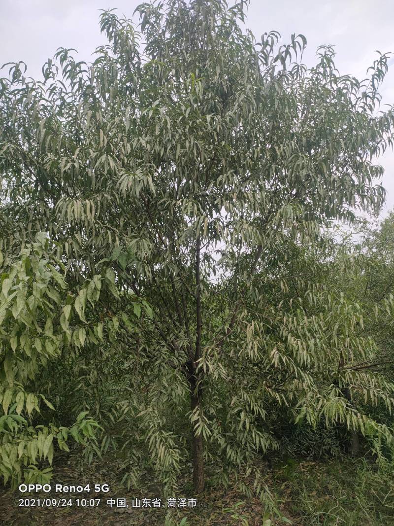 青叶碧桃