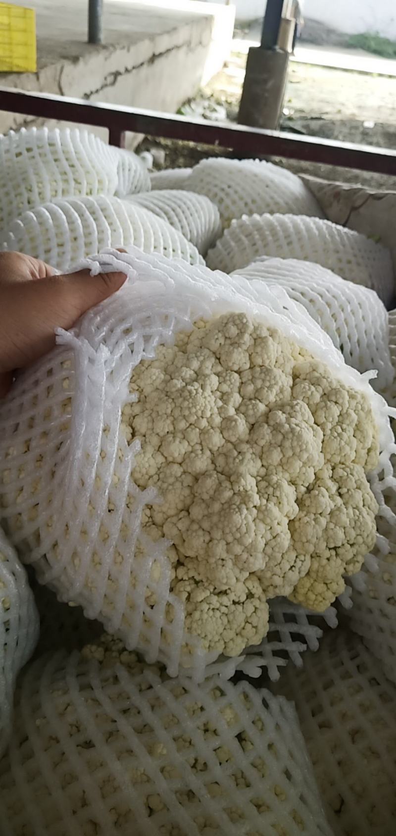 有机松花
