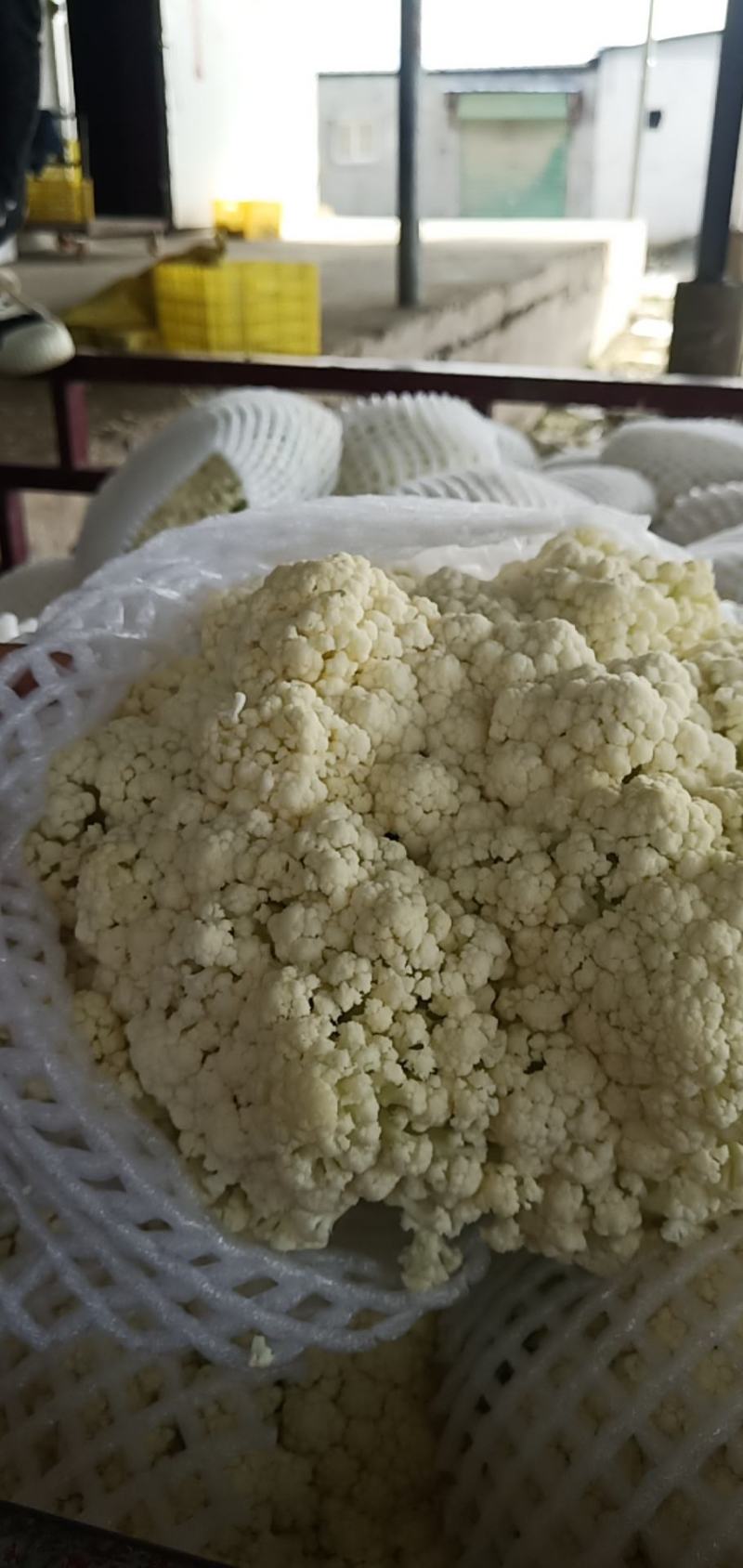 有机松花