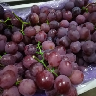 辽宁地区冷库精品红提葡萄开始出库了