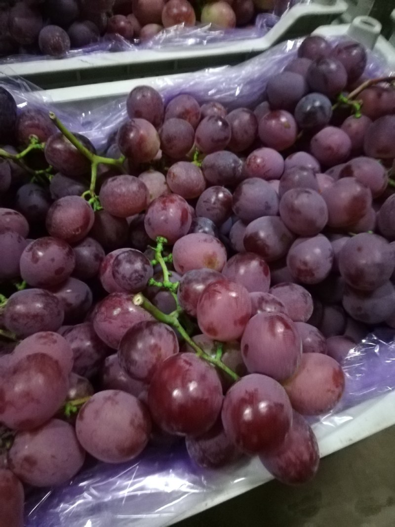 辽宁地区冷库精品红提葡萄开始出库了