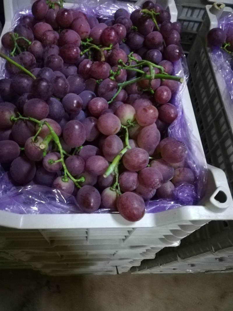 辽宁地区冷库精品红提葡萄开始出库了