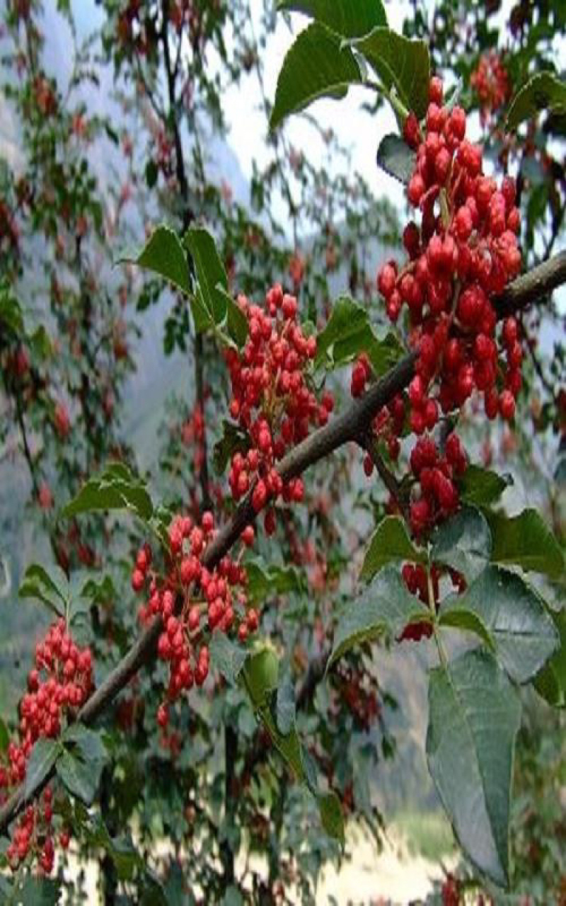 花椒树苗，大红袍花椒苗，狮子头花椒苗，九叶青花椒树苗