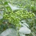 花椒树苗,大红袍花椒苗,狮子头花椒苗,九叶青花椒树苗