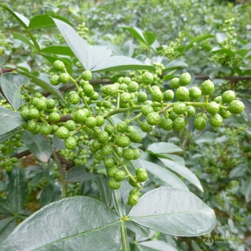 花椒树苗，大红袍花椒苗，狮子头花椒苗，九叶青花椒树苗