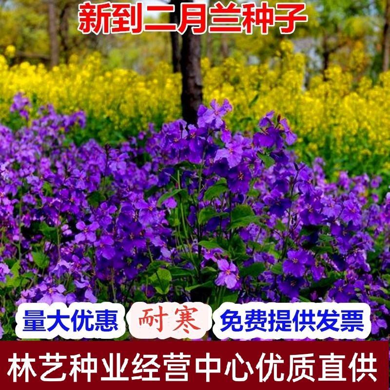 二月兰种子四季种易活二月兰花籽多年生宿根种子耐阴