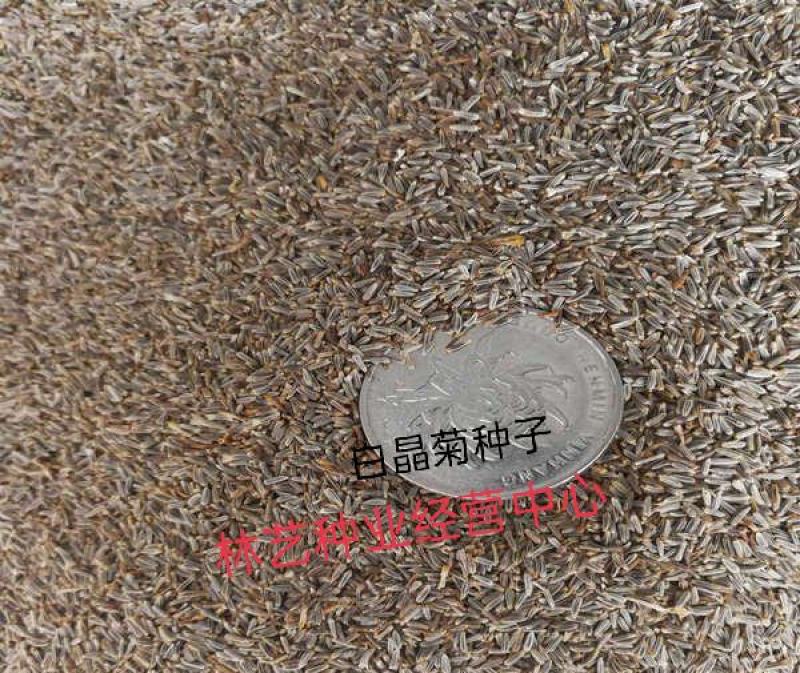 白晶菊种子小白菊晶晶菊种籽花海绿化花籽草本花卉盆栽