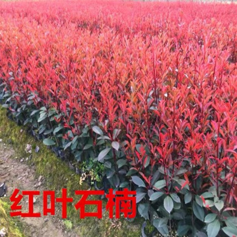 红叶石楠苗红叶石楠杯苗绿化工程苗。。。