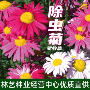 散装除虫菊种子白花除虫菊种子除虫草灭蚊菊驱蚊草种子