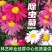 散装除虫菊种子白花除虫菊种子除虫草灭蚊菊驱蚊草种子