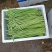 甜豆角基地种植一手货源新鲜质量保证正品价格便宜