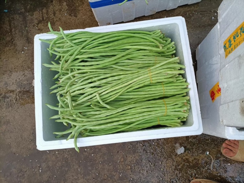 甜豆角基地种植一手货源新鲜质量保证正品价格便宜