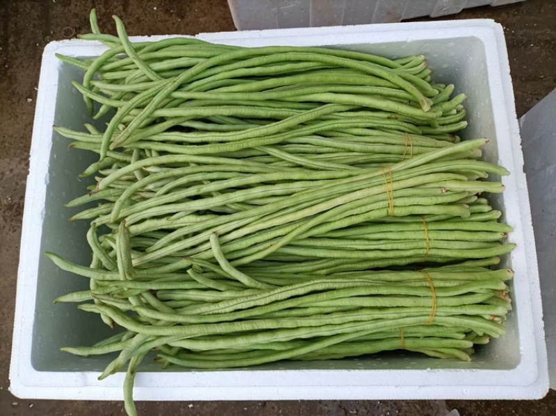 甜豆角基地种植一手货源新鲜质量保证正品价格便宜