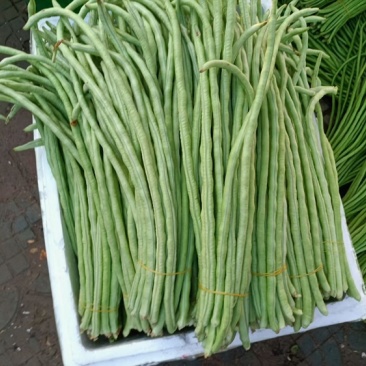甜豆角基地种植一手货源新鲜质量保证正品价格便宜