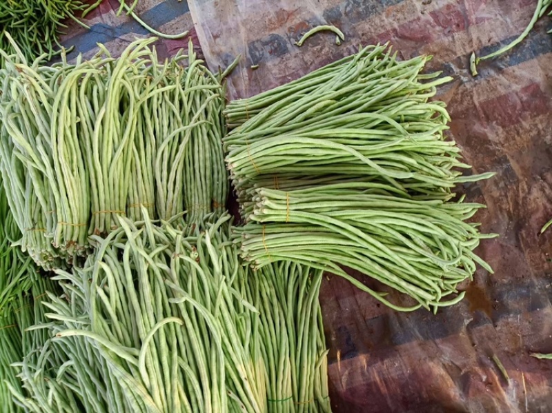 甜豆角基地种植一手货源新鲜质量保证正品价格便宜