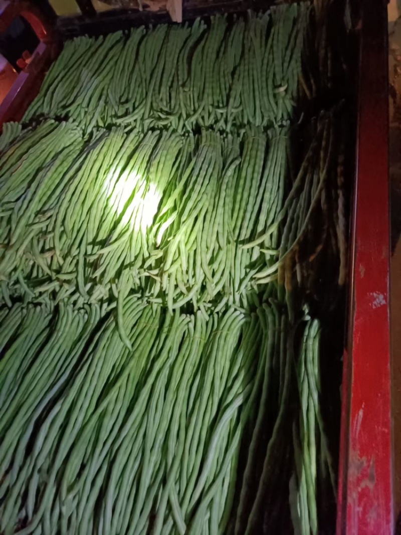 甜豆角基地种植一手货源新鲜质量保证正品价格便宜