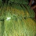 甜豆角基地种植一手货源新鲜质量保证正品价格便宜