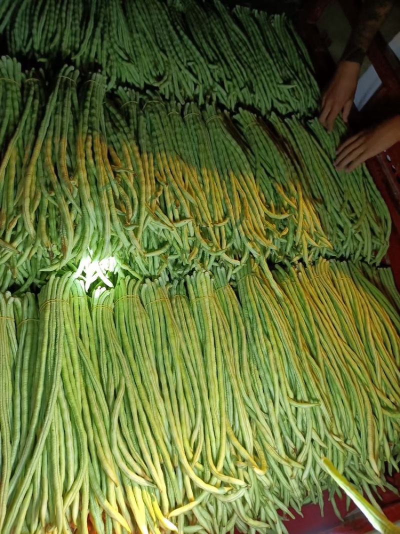 甜豆角基地种植一手货源新鲜质量保证正品价格便宜