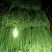 甜豆角基地种植一手货源新鲜质量保证正品价格便宜