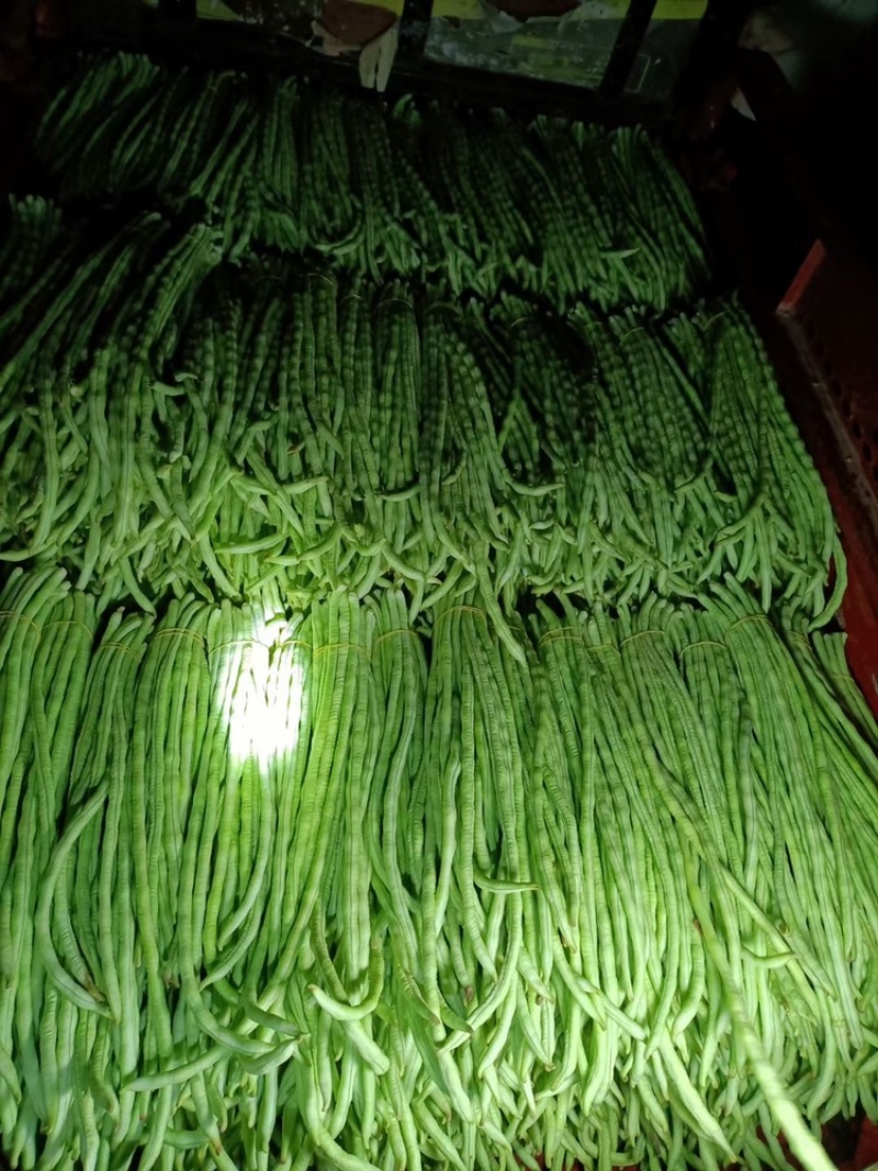 甜豆角基地种植一手货源新鲜质量保证正品价格便宜