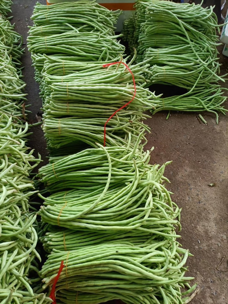 甜豆角基地种植一手货源新鲜质量保证正品价格便宜